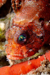 Scorpionfish. Picture taken at the pier in Dauin, Negros. by Anouk Houben 